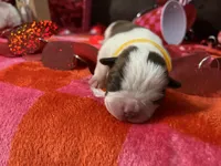 Yellow, a female Boston Terrier for sale in Cleveland, TX – Photo 7 of 10