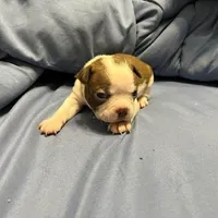 Yellow, a female Boston Terrier for sale in Cleveland, TX – Photo 1 of 10