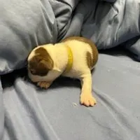 Yellow, a female Boston Terrier for sale in Cleveland, TX – Photo 3 of 10