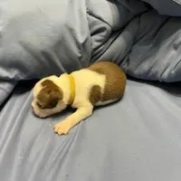 Yellow, a female Boston Terrier for sale in Cleveland, TX – Photo 2 of 10