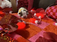 Yellow, a female Boston Terrier for sale in Cleveland, TX – Photo 5 of 10