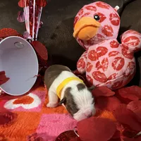 Yellow, a female Boston Terrier for sale in Cleveland, TX – Photo 9 of 10