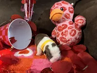 Yellow, a female Boston Terrier for sale in Cleveland, TX – Photo 8 of 10