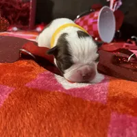 Yellow, a female Boston Terrier for sale in Cleveland, TX – Photo 6 of 10