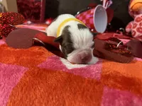 Yellow, a female Boston Terrier for sale in Cleveland, TX – Photo 4 of 10