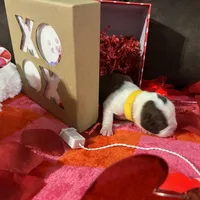 Yellow, a female Boston Terrier for sale in Cleveland, TX – Photo 7 of 10