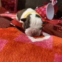 Yellow, a female Boston Terrier for sale in Cleveland, TX – Photo 5 of 10