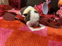 Yellow, a female Boston Terrier for sale in Cleveland, TX – Photo 2 of 10