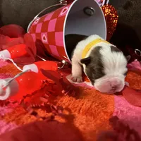 Yellow, a female Boston Terrier for sale in Cleveland, TX – Photo 4 of 10