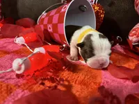 Yellow, a female Boston Terrier for sale in Cleveland, TX – Photo 1 of 10