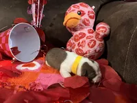 Yellow, a female Boston Terrier for sale in Cleveland, TX – Photo 9 of 10