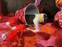 Yellow, a female Boston Terrier for sale in Cleveland, TX – Photo 3 of 10