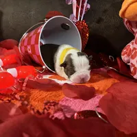 Yellow, a female Boston Terrier for sale in Cleveland, TX – Photo 10 of 10