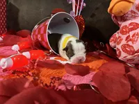 Yellow, a female Boston Terrier for sale in Cleveland, TX – Photo 10 of 10