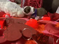 Purple, a female Boston Terrier for sale in Cleveland, TX – Photo 6 of 10
