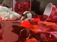 Purple, a female Boston Terrier for sale in Cleveland, TX – Photo 7 of 10