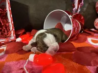 Purple, a female Boston Terrier for sale in Cleveland, TX – Photo 10 of 10