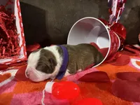 Purple, a female Boston Terrier for sale in Cleveland, TX – Photo 3 of 10