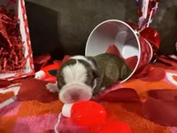 Purple, a female Boston Terrier for sale in Cleveland, TX – Photo 1 of 10