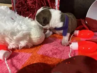 Purple, a female Boston Terrier for sale in Cleveland, TX – Photo 8 of 10