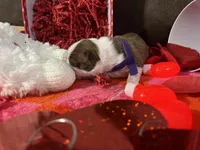 Purple, a female Boston Terrier for sale in Cleveland, TX – Photo 9 of 10