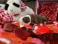 Brown, a male Boston Terrier for sale in Cleveland, TX – Photo 7 of 10