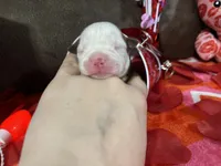 Brown, a male Boston Terrier for sale in Cleveland, TX – Photo 2 of 10