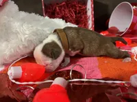 Brown, a male Boston Terrier for sale in Cleveland, TX – Photo 4 of 10