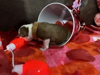 Brown, a male Boston Terrier for sale in Cleveland, TX – Photo 3 of 10