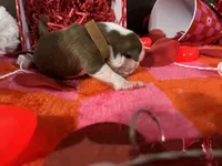 Brown, a male Boston Terrier for sale in Cleveland, TX – Photo 5 of 10