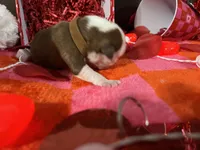 Brown, a male Boston Terrier for sale in Cleveland, TX – Photo 6 of 10