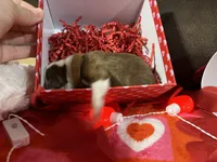 Brown, a male Boston Terrier for sale in Cleveland, TX – Photo 10 of 10