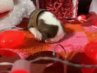 Brown, a male Boston Terrier for sale in Cleveland, TX – Photo 9 of 10