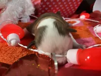 Brown, a male Boston Terrier for sale in Cleveland, TX – Photo 1 of 10