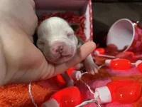 Brown, a male Boston Terrier for sale in Cleveland, TX – Photo 8 of 10