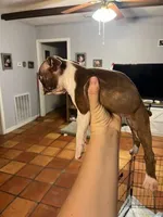 Black, a female Boston Terrier for sale in Cleveland, TX – Photo 2 of 5