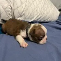 Black, a female Boston Terrier for sale in Cleveland, TX – Photo 2 of 8