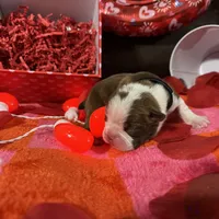 Black, a female Boston Terrier for sale in Cleveland, TX – Photo 8 of 8