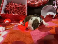 Black, a female Boston Terrier for sale in Cleveland, TX – Photo 8 of 10