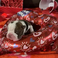 Black, a female Boston Terrier for sale in Cleveland, TX – Photo 7 of 8