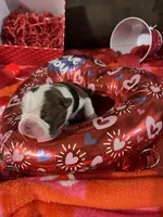 Black, a female Boston Terrier for sale in Cleveland, TX – Photo 7 of 10