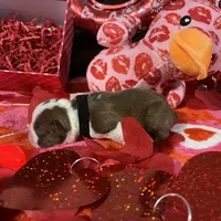 Black, a female Boston Terrier for sale in Cleveland, TX – Photo 6 of 8