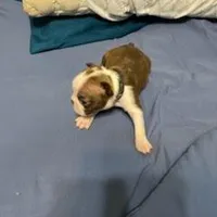 Black, a female Boston Terrier for sale in Cleveland, TX – Photo 3 of 8