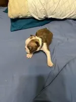 Black, a female Boston Terrier for sale in Cleveland, TX – Photo 3 of 10