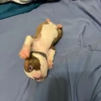 Black, a female Boston Terrier for sale in Cleveland, TX – Photo 1 of 8