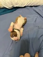 Black, a female Boston Terrier for sale in Cleveland, TX – Photo 1 of 10