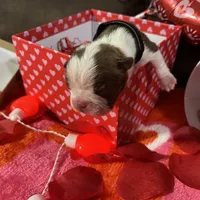 Black, a female Boston Terrier for sale in Cleveland, TX – Photo 4 of 8