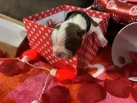 Black, a female Boston Terrier for sale in Cleveland, TX – Photo 4 of 10