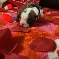 Black, a female Boston Terrier for sale in Cleveland, TX – Photo 5 of 8