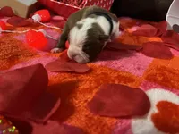 Black, a female Boston Terrier for sale in Cleveland, TX – Photo 5 of 10